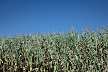 field of maize, cornfield, netherlands, 