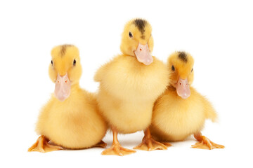 Three newborn ducklings on a white background, close-up.