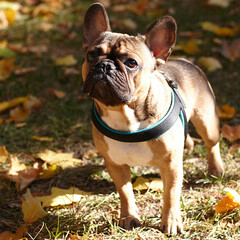 Fototapeta premium Dog French Bulldog , full-length portrait against the backdrop of an autumn park.