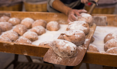 yeast dough in the form of loaves waiting to be cooked