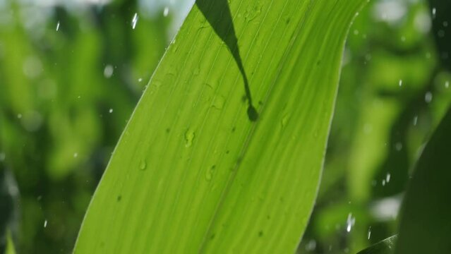corn field, green leaves close up. green corn plants, green background. drops of water. cereal grain, agricultural field, food products