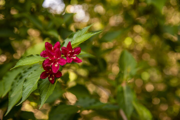 Fototapeta premium red flowers