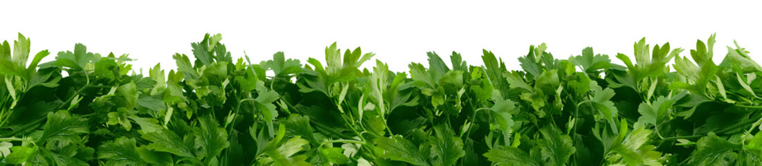 Border with many green parsley bunches with transparent background. Vegetable bed. Advertising banner layout. Organic farming. Decorative element for spices, fresh herbs packaging design. Leaf celery.