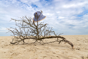 hat caught in old branch on the beach