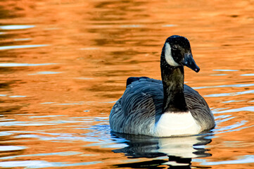 beautiful goose and swan on blue lake water in sunny day during summer, swans on pond, nature series