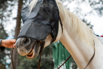 the muzzle of a white horse in a protective mask. protection of animal