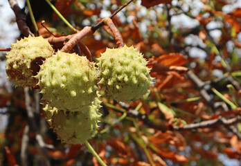 Chestnut tree in autumn time
