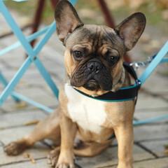 Sad dog French bulldog waiting patiently for his master on a city street