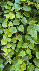 green leaves in the water