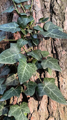 leaves on the ground