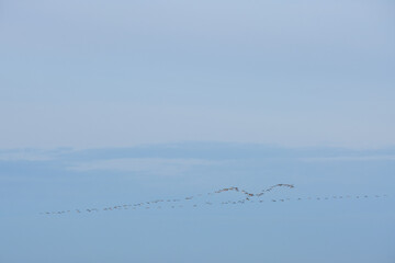 Flock with flying geese on the sky