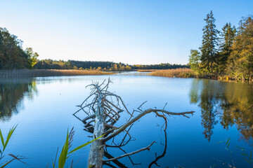 Fallen tree by a lakeshore in autumn