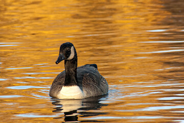 beautiful goose and swan on blue lake water in sunny day during summer, swans on pond, nature series
