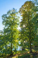Sunshine through a lush green trees