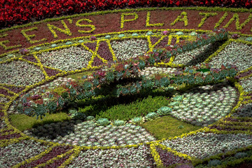 Succulent plant garden - Garden completely made out of succulent plants