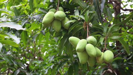 Raw mango hangs on the tree. Bunch of out-of-season fresh mangos hanging on a plant in the garden against outdoor green natural plant leaves background in shallow focus with copy space.