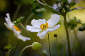 Obraz premium White Japanese anemones on a green natural background. Growing hybrid plants in a botanical garden. Flowering of summer and fall plants. Macro photos of nature. Honorine jobert anemone flower close up