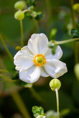 White Japanese anemones on a green natural background. Growing hybrid plants in a botanical garden. Flowering of summer and fall plants. Macro photos of nature. Honorine jobert anemone flower close up