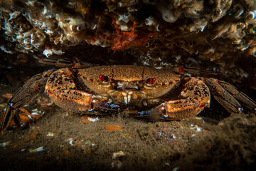 Cold water crab underwater in the North Sea - Northern England 