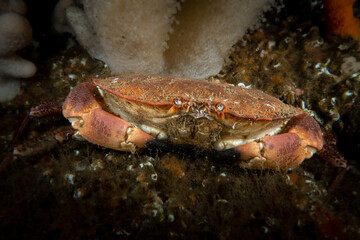 Cold water crab underwater in the North Sea - Northern England 