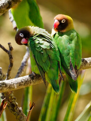 Black-cheeked lovebirds (Agapornis nigrigenis) perched on branch 