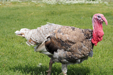 a turkey stands in the green grass on a farm on a summer day. side view