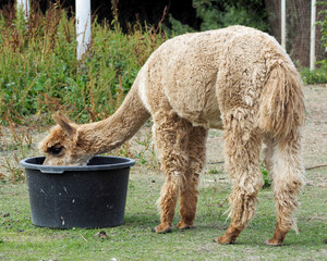 a beige adult alpaca eats from a black large bowl on a summer day at an agricultural farm. side...