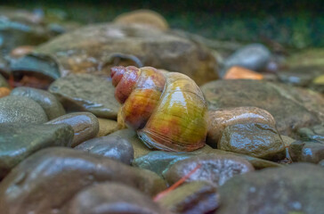 A large fresh water snail found at Cole Park Lake in Upstate NY.  Snail blends in with the rocks.  Wet rocks and snail.  