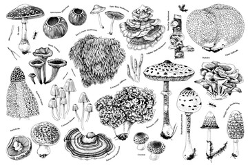 Hand drawn rare mushrooms collection. Monochrome