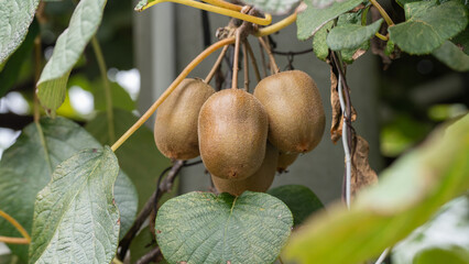 木に実ったキウイフルーツ