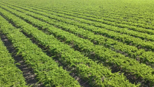 Aerial shot of rows of grape vines on a large farm in California&rsquo;s Central Valley