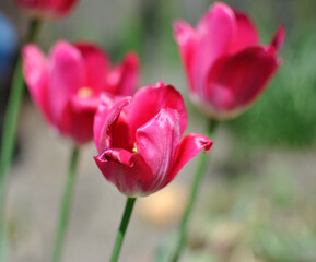 red tulips in the garden