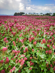 Clover flowers field in Tuscany