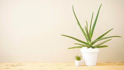 Aloe vera and succulent on a gray wall background, space for text.