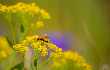 A bumblebee beetle sitting on a flower collects nectar. Spring flowers in the meadow. Cornflower field. Blue flowers in the green grass. Tender spring background with copy space and place for text.