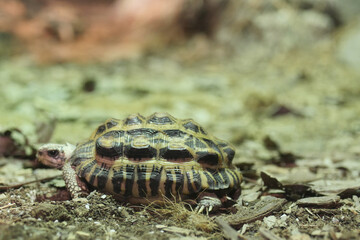 young turtle resting on rock 