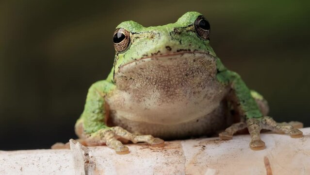 Close-up shot of a  Gray Treefrog sitting on a branch. Shot in Minnesota.