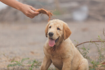 Women's training her puppy golden retriever for catching something back.