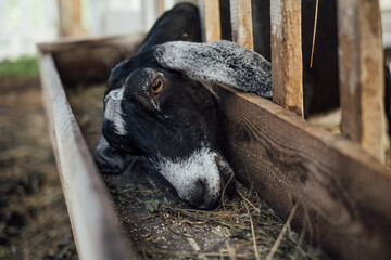Black goat eating hay in a wooden feeder