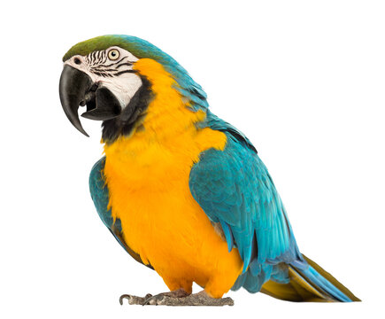 Tropical Birds, Toucan, Macaw, Parrot, Cockatoo, Kookaburra, Hummingbird Transparent Png © Creativoous