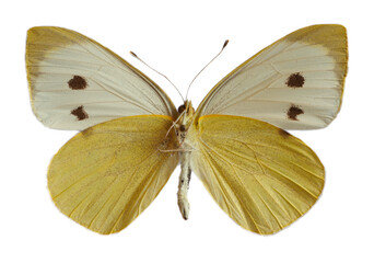 Female large white butterfly, also called Cabbage Butterfly or Cabbage White (Pieris brassicae), open wings and seen from below isolated on white background