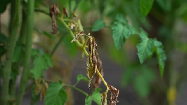A bush of a growing tomato with a yellowed branch affected by a fungal disease. Phytophthora on the leaves of agricultural crops. Green plants with late blight close up. Blurred background, parallax