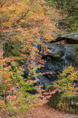 兵庫県三田市光明寺の紅葉