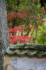 兵庫県三田市光明寺の紅葉