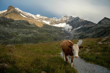 Scenery of a cow walking in the meadow at the foot of the mountains in Austria