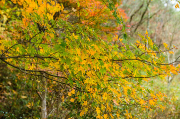 兵庫県三田市光明寺の紅葉