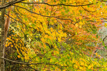 兵庫県三田市光明寺の紅葉