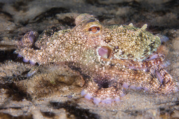 A Common Octopus (Octopus vulgaris) blending in with the sea floor