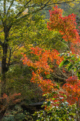 Naklejka premium 兵庫県三田市光明寺の紅葉