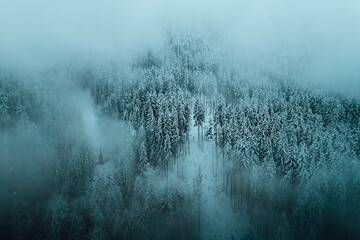 moody snowy forest